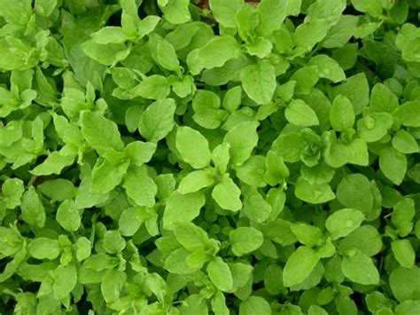 Wild Garden Seed: Organic Stellaria (Chickweed) Seeds