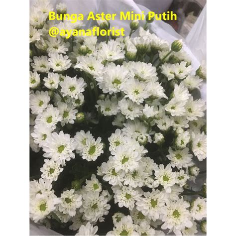 Jual Bunga Baby Aster Mini Asli Fresh Segar dijual per 10 tangkai ...