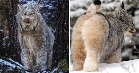 Meet The Canada Lynx Cat With Paws As Big As A Human Hand | Bored Panda