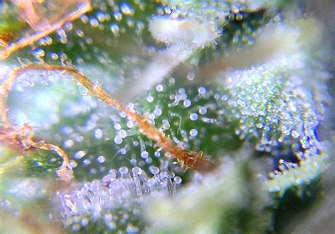 When is the Best Time to Harvest Marijuana Buds? | Grow Weed Easy