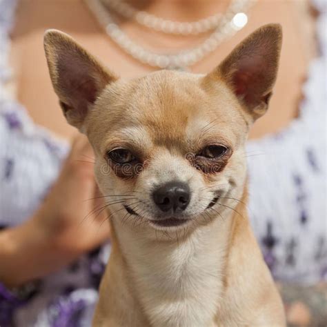 Funny looking chihuahua dog. Portrait of a smiling chihuahua dog which ...