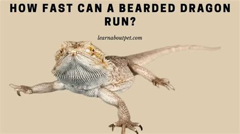 How Fast Can A Bearded Dragon Run? 5 Interesting Reasons For Running