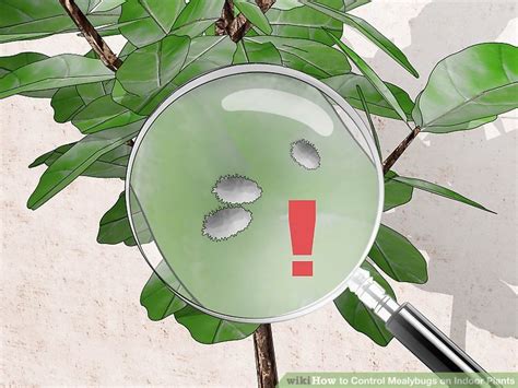 How to Control Mealybugs on Indoor Plants: 7 Steps (with Pictures)