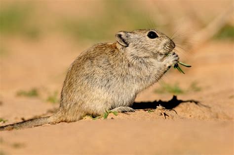 a small rodent eating grass in the desert