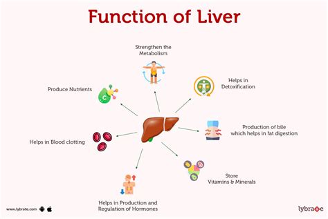 Liver (Anatomy): Image, Function, Diseases, Tests, Treatments