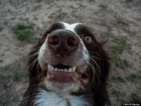 21 Dogs Who Can Teach You How To Derpy (PHOTOS) | HuffPost