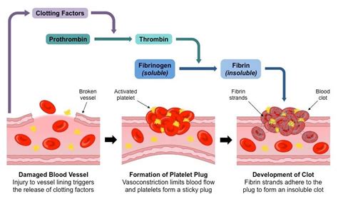 coagulation cascade | Medical school essentials, Pathophysiology nursing, Basic anatomy and ...