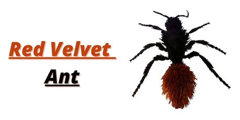 Why Is It Hard to Kill Velvet Ants?