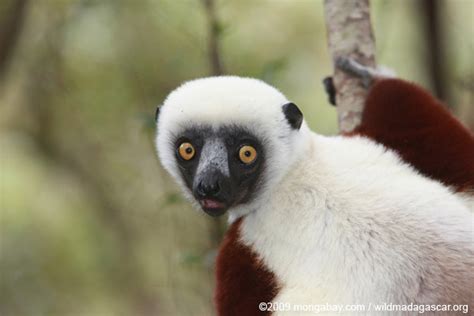 Coquerel’s Sifaka