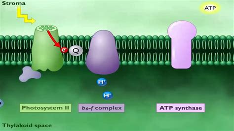 Production Of Atp In Electron Transport Chain at Phillip Villani blog