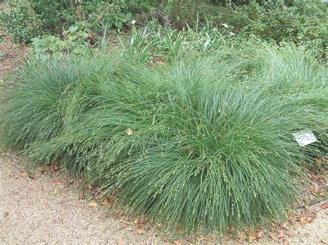 Carex divulsa - Devil Mountain Wholesale Nursery