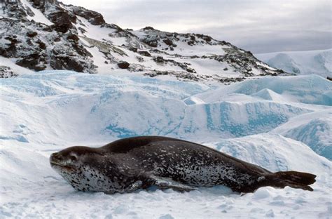 lepp_berg5.jpg (1000×660) | Leopard seal, Elephant seal, Ocean mammal