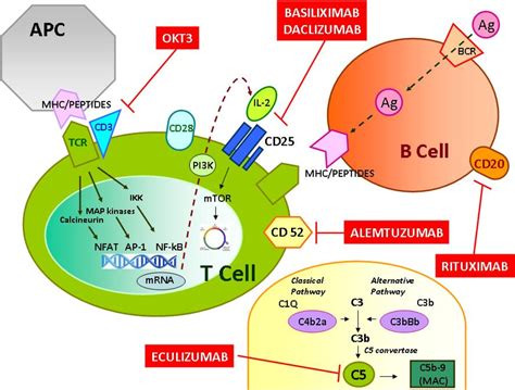 Toxins | Free Full-Text | Monoclonal Antibody Therapy and Renal Transplantation: Focus on ...