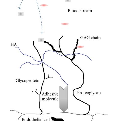 Structure of glycocalyx: the backbone molecules, glycoproteins and ...