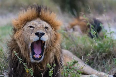 The Various Reasons Why Lions Roar – Nature Blog Network