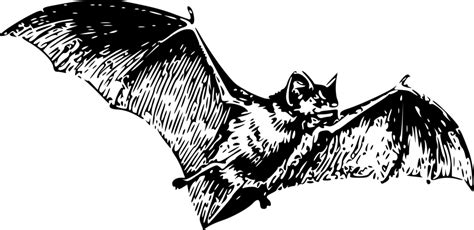 Bat | Free Stock Photo | Illustration of a flying bat | # 14961