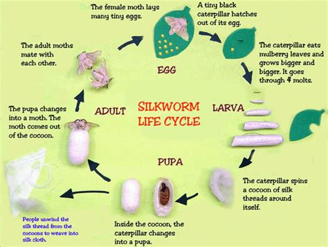 SILK MORFOLOGY - Textile and fibre science Gate PREPRATION