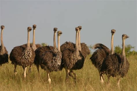 Making the most of the ostrich | George Herald