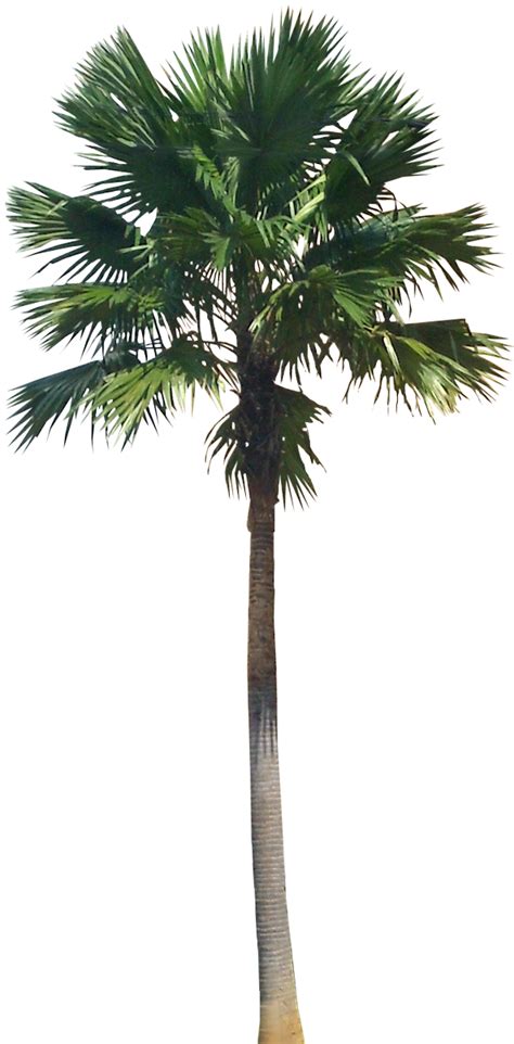 Tropical Plant Pictures: Livistona rotundifolia (Footstool palm)