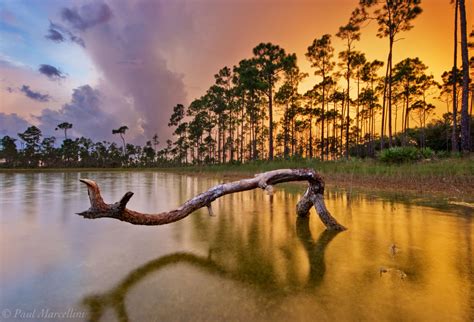 Pine Sunset : Long Pine Key, Everglades National Park, Florida : Florida Landscape Photography ...