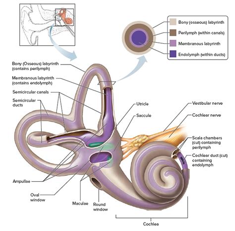 Human Ear Anatomy - Parts of Ear Structure, Diagram and Ear Problems