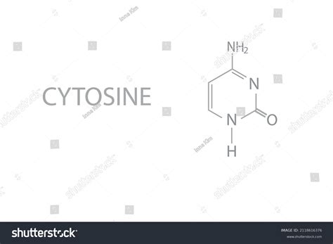 Cytosine Chemical Molecular Skeletal Formula Vector Stock Vector ...