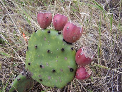 Opuntia turbinata, Florida prickly pear cactus, beach