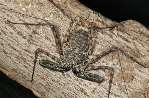 Tailless Whip Scorpion | Smithsonian Institution-NMNH-Insect Zoo | Flickr