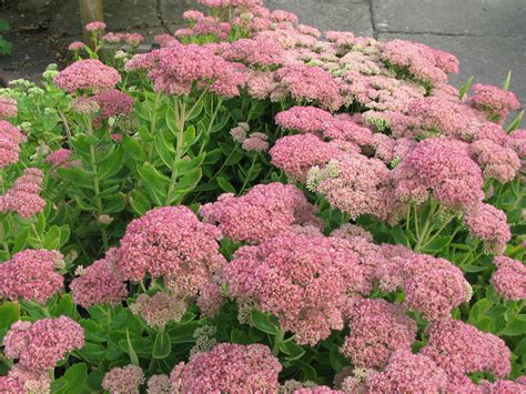 Sedum spectabile 'Autumn Joy' | Proctors Nursery