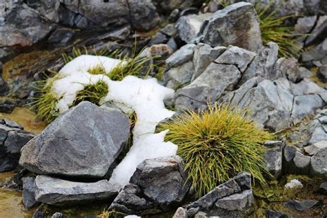 Deschampsia antarctica - Alchetron, The Free Social Encyclopedia