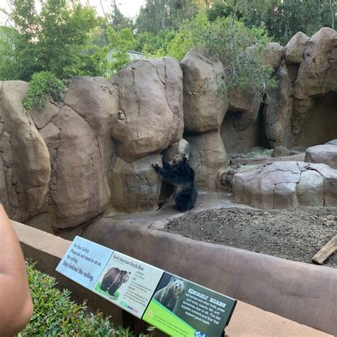 San Diego Zoo Grizzly Bears - Zoo Exhibit in Balboa Park