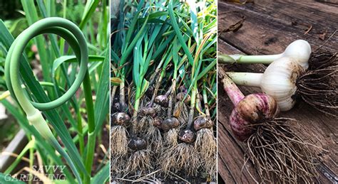 When To Harvest Garlic (And Garlic Scapes) And Store It For The Winter