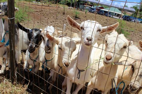 Surfing Goat Dairy farm – Marshmallows & Margaritas