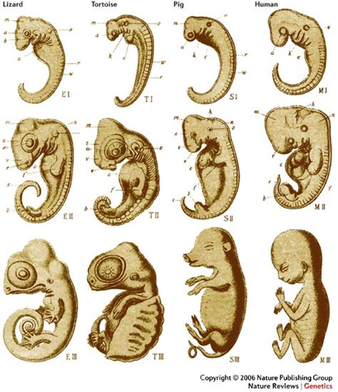 Victoria: 5.3 - homologous structures/embryology/vestigial features/biochemistry