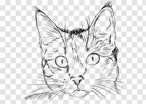 Draw Cats Drawing Kitten Sketch - Face - Cat Transparent PNG
