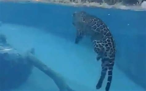 Video: jaguar swimming underwater goes viral – Michael Broad