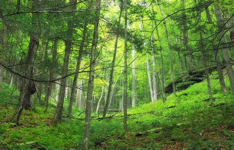 Black Forest Trail (Revisited) (7) | Hemlock–northern hardwo… | Flickr