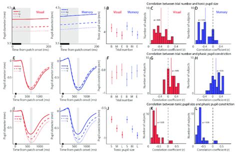 Time-on-task effects on tonic pupil size and phasic pupil constriction.... | Download Scientific ...