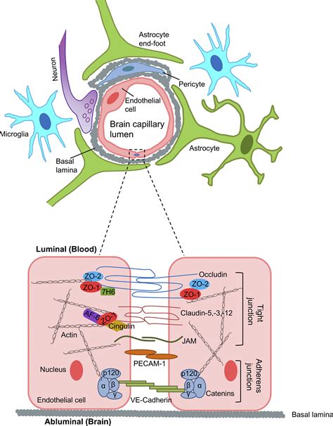 Neuroinflammatory mechanisms of blood-brain barrier damage in ischemic stroke | American Journal ...