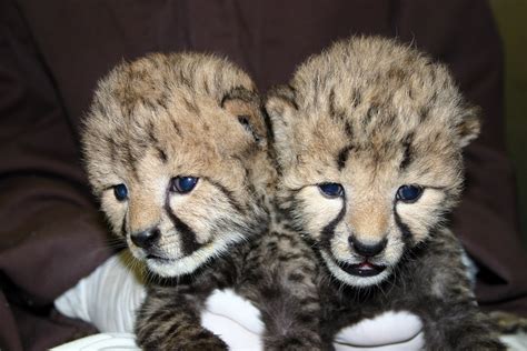 Cheetah Cubs | Smithsonian Institution