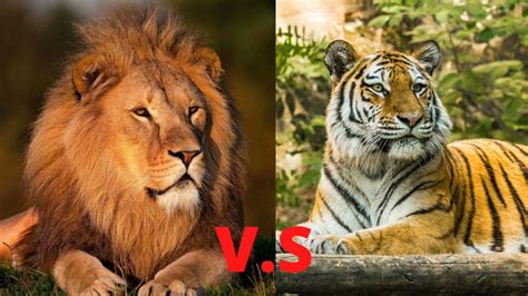 African lion vs. Bengal tiger - YouTube