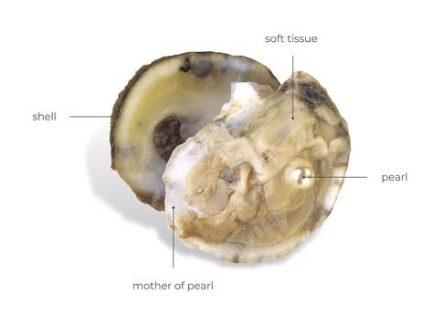 Pearl Oyster Culture