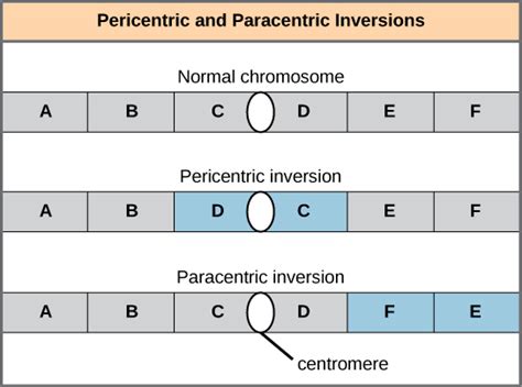 Chromosomal Structural Rearrangements | Biology for Majors I