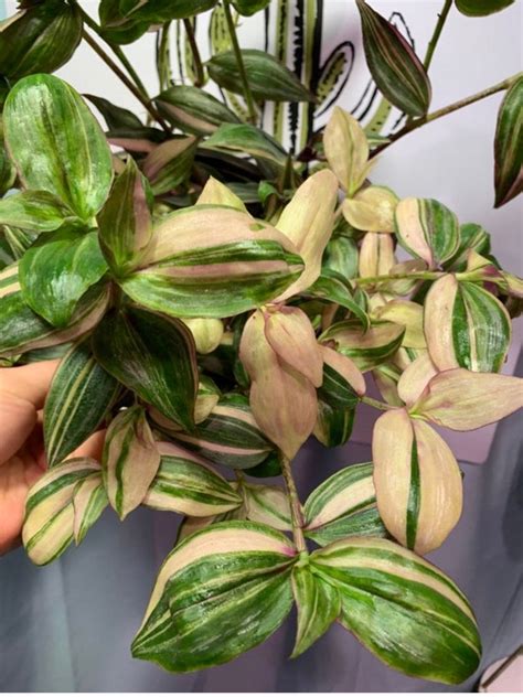 Tradescantia Zebrina Variegated Discolor Multicolor | Etsy