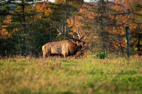 Bull Elk bugling Photograph by Mark Shotter - Pixels