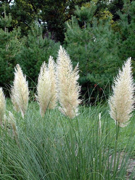 13 Terrific Tall Grasses | HGTV