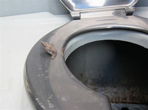 Crusty Toliet Seat with Poop - Random Lifestyle