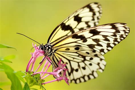 Free Images : wing, flower, insect, pollinate, fauna, invertebrate, monarch, close up, nectar ...