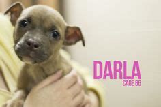 DARLA...FOUND IN STARK COUNTY Canton, OHIO>>>Release date 2/24, $ 86.00 ...