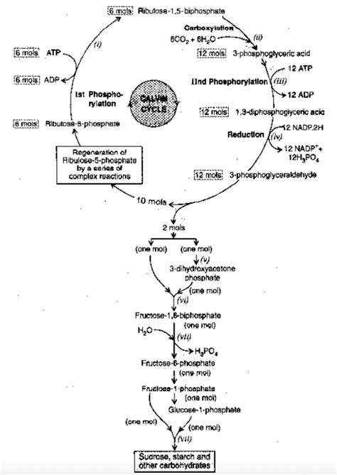 C3 Pathway